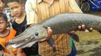 Piyono Pemelihara Ikan Aligator Divonis 5 Bulan Penjara