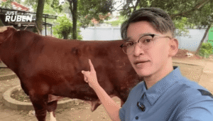 Ruben Cover – Tri Warna