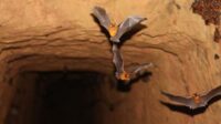 Peneliti Memasang Alat Tangkap Kelelawar Untuk Penelitian Virus Di Gua Daerah Tropis