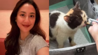 Sherina Munaf aktif menyelamatkan kucing Uya Kuya yang terdampak penjarahan Sherina Munaf Aktif Menyelamatkan Kucing Uya Kuya Yang Terdampak Penjarahan