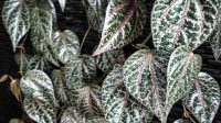 Fitobiotik Suplemen herbal rutin dari daun sirih merah dan seledri bantu menjaga tekanan darah tetap stabil Fitobiotik Suplemen Herbal Rutin Dari Daun Sirih Merah Dan Seledri Bantu Menjaga Tekanan Darah Tetap Stabil