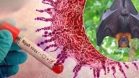 Kemenkes RI rilis edaran waspada virus Nipah pasca wabah di India Kemenkes Ri Rilis Edaran Waspada Virus Nipah Pasca Wabah Di India