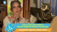 Rawat Kucing Kampung Layaknya Artis, Cinta Laura Rutin Bawa Pipo dan Spikey ke Dokter Hewan Terbaik Rawat Kucing Kampung Layaknya Artis, Cinta Laura Rutin Bawa Pipo Dan Spikey Ke Dokter Hewan Terbaik