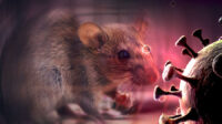 Bukan Cuma Kapal Pesiar. Hantavirus Sudah Menyebar di Sepuluh Wilayah Indonesia Bukan Cuma Kapal Pesiar