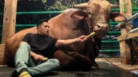 Setia Farm Irfan Hakim Jadi Incaran Presiden dan Pejabat Jelang Idul Adha 2026 Setia Farm Irfan Hakim Jadi Incaran Presiden Dan Pejabat Jelang Idul Adha 2026
