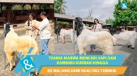 Tsania Marwa Cari Hewan Kurban Hingga ke Malang Demi Dapat Kualitas Terbaik Tsania Marwa Cari Hewan Kurban Hingga Ke Malang Demi Dapat Kualitas Terbaik